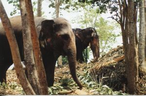 Pinnawela asilo elefanti 3.jpg